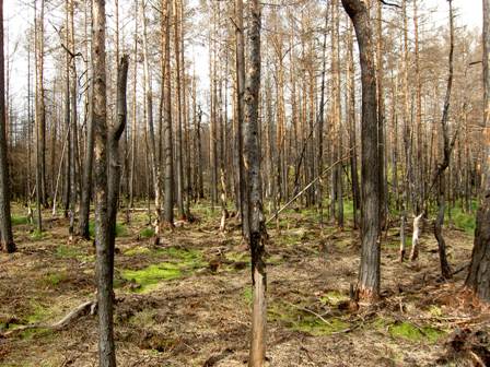 pict3068 brandf&auml;lt