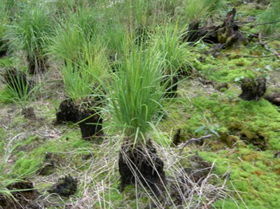 pict3073 bl&aring;tel